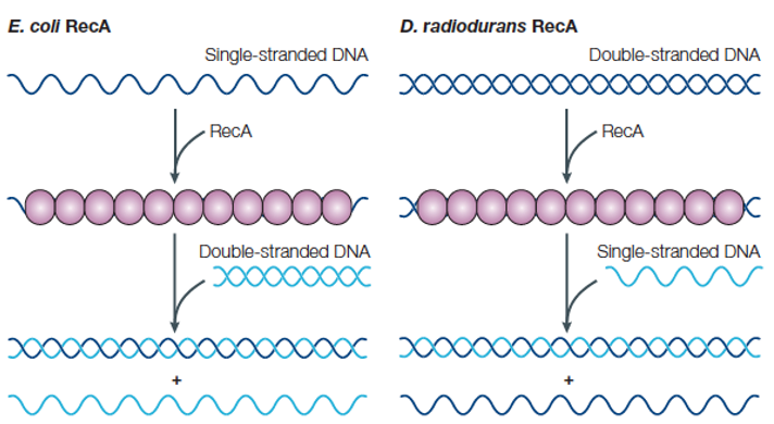 DNA Exchange in E. coli and D. reidurans