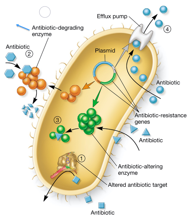 Mechanisms of Antibiotic Resistance