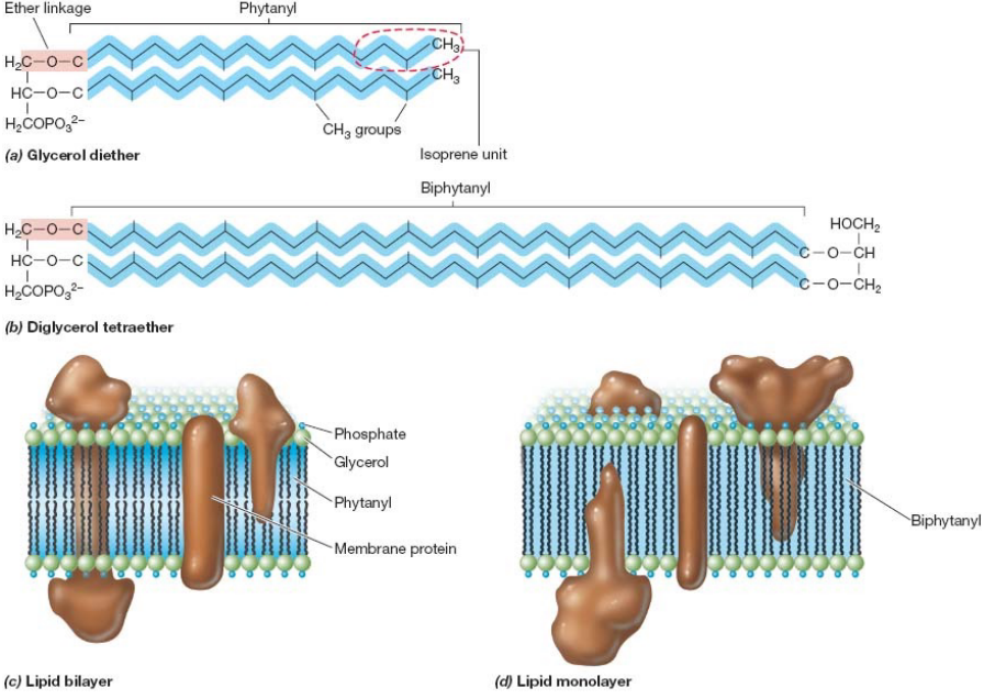Bilayer in Bacteria and Archaea