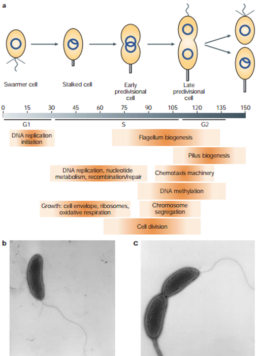 Asymetrical Division of Caulobacter crescentus