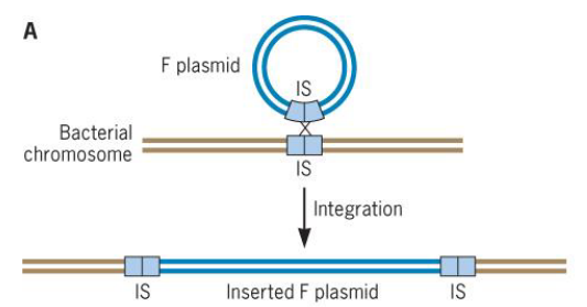 The F Plasmid