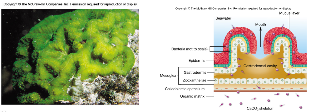 Coral-Zooxanthellae Relationships