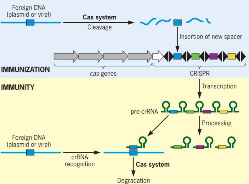 CRISPR Schematic