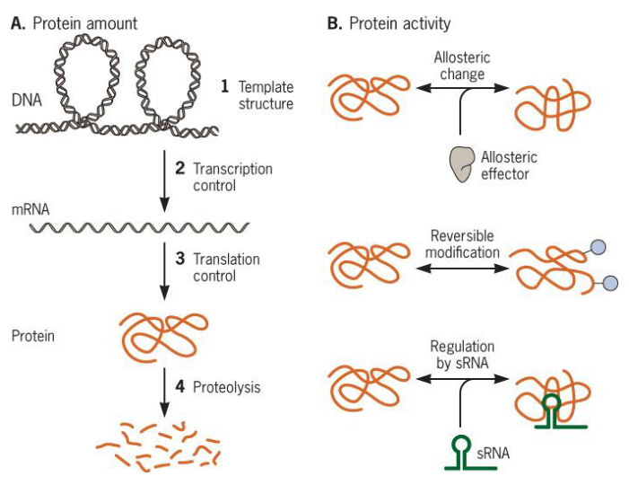 Some Metabolic Regulatory Devices