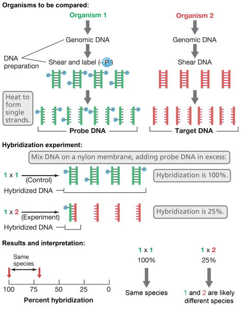DNA-DNA Hybridization Process