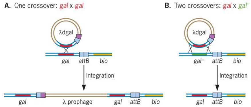 DNA Crossover in Bacteriophages