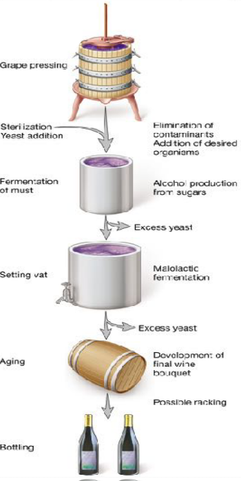 General Wine-Making Process