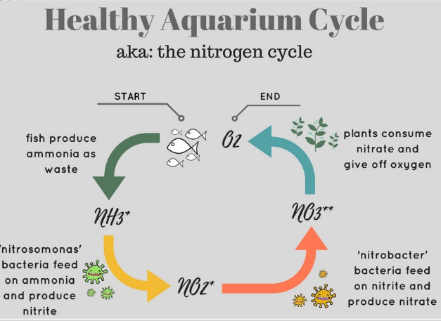 Nitrification