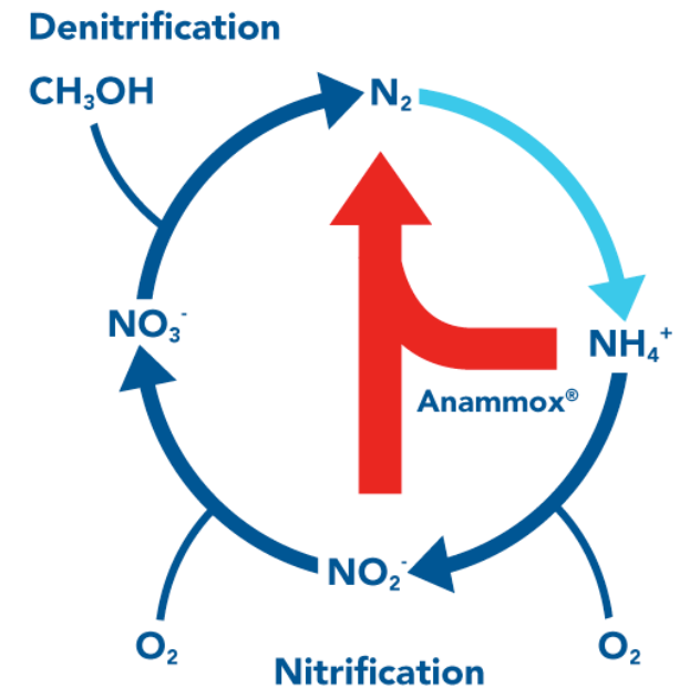 Nitrogen Cycle