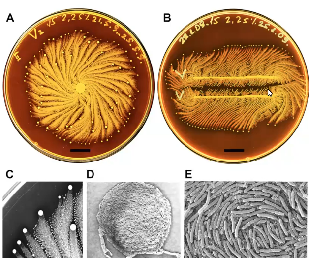 Paenibacillus Pictures