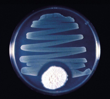 Penicilin Mold on a Petri Dish