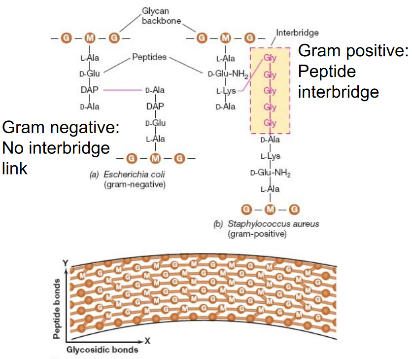 Peptide Cross Bridges in Gram Postiive and Gram Negative Bacterium