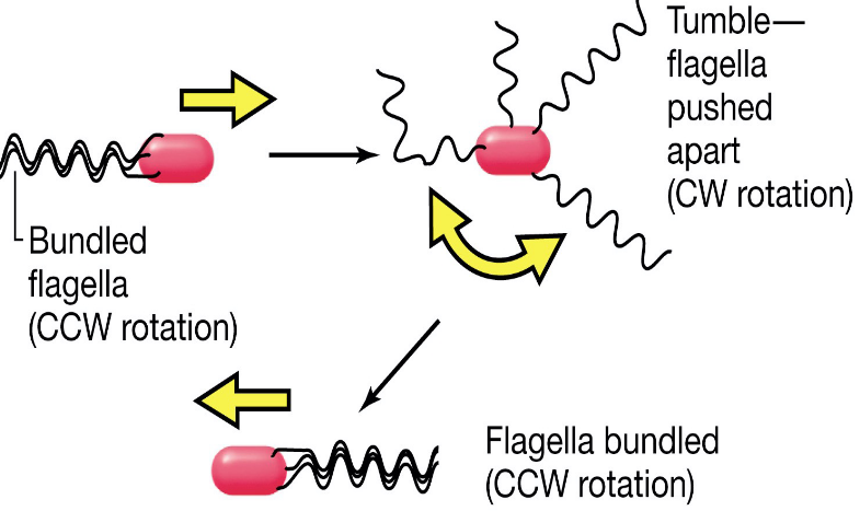 Peritrochous Flagella Movement