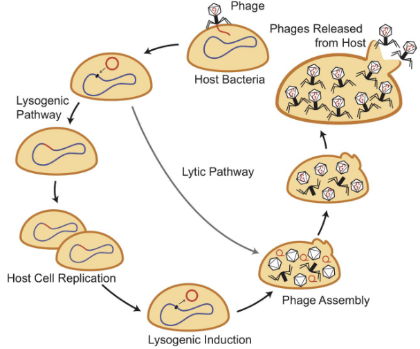 Bacteriophage Life Cycle
