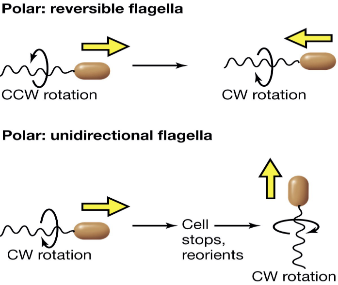 Polar Flagella Movement