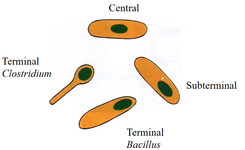 Different Types of Bacterial Spores