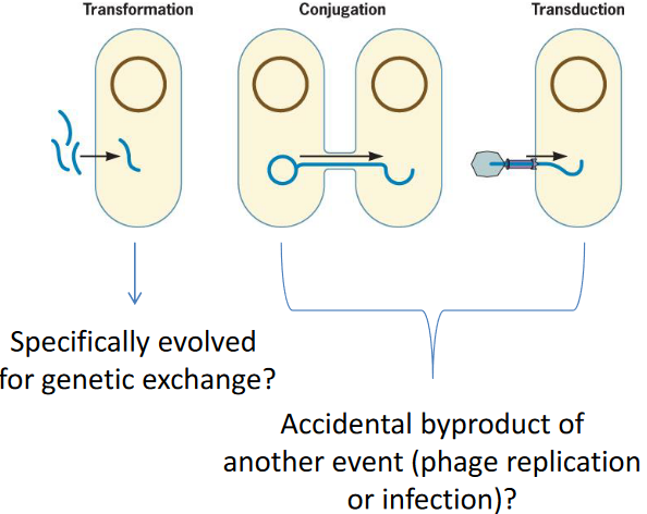 Mechanisms of Genetic Exchange
