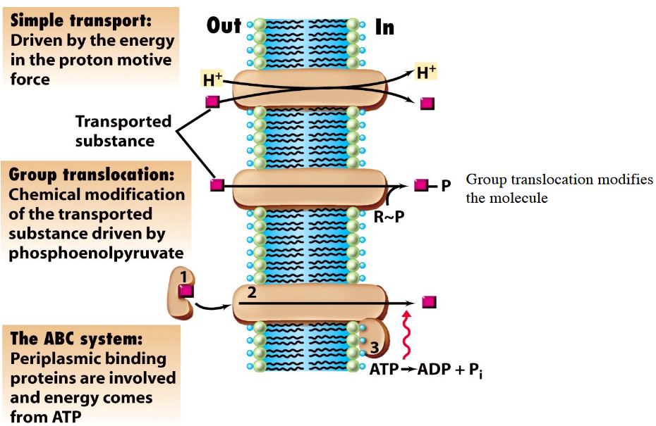 Means of Membrane Transport