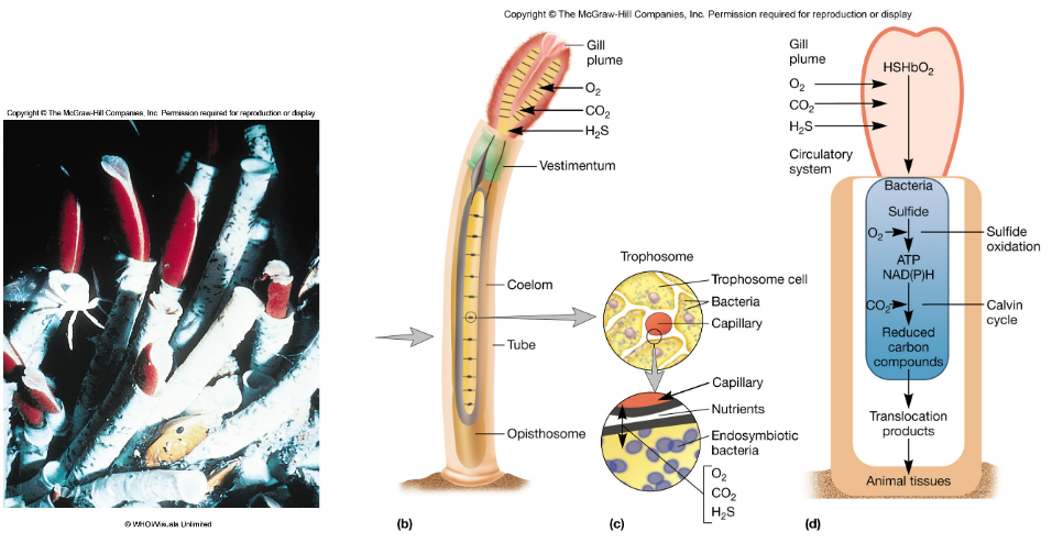 Deep Sea Tube Worms and Bacterial Relationships