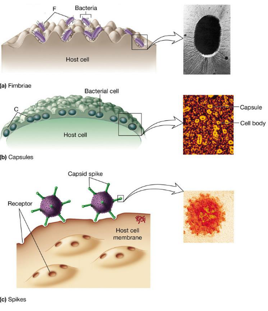 Virulence Factors in Microorganisms