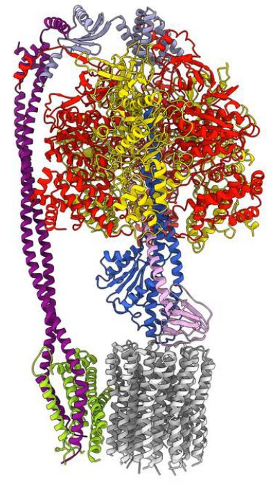 F-Type ATP Synthase