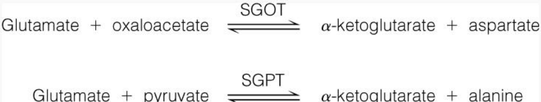 SGOT and SGPT