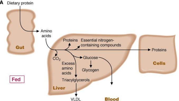 Amino Acid Metabolism in the Liver