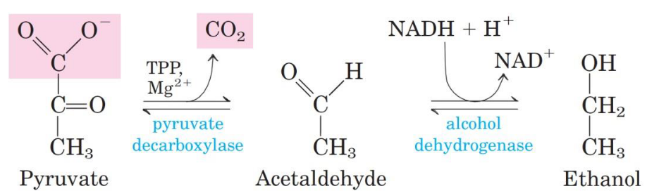Alcohol Dehydrogenase Mechanism