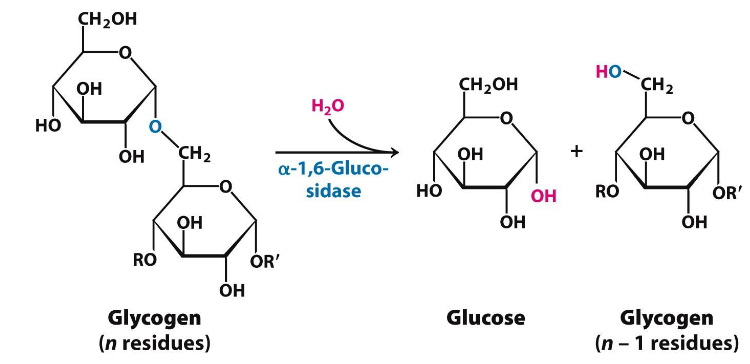 alpha-1,6-glucosidase