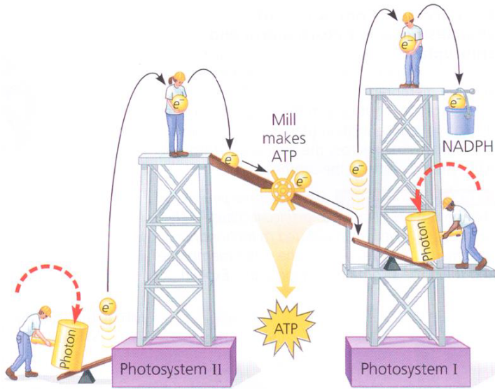 Analogy for Linear Electron Flow