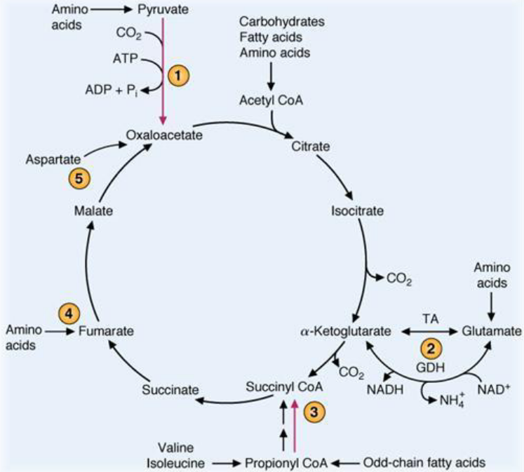 Anaplerotic Pathways to the TCA Cycle