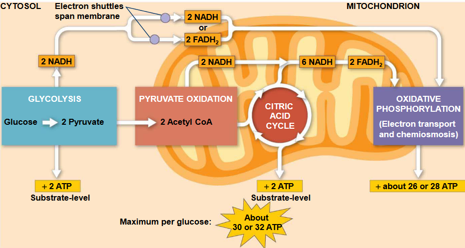 ATP Yield from Oxidative Phosphorylation