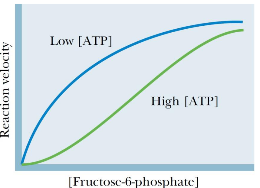 Reaction Velocity of Fructose-6-Phosphate Under Low and High ATP