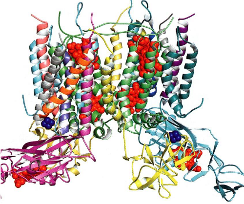 The Cytochrome *b6f* complex.  All heme groups are shown in red; all iron-sulfur clusters are shown in blue.