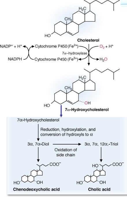 Bile Salt Synthesis