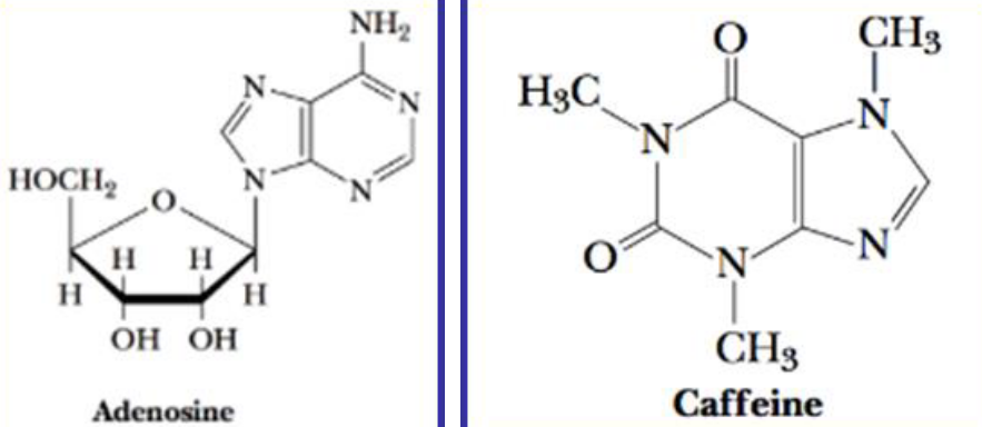 Structure of Caffeine and Adenosine