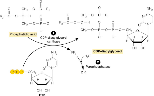 CDP-diacylglycerol Catalyzing CTP and Phosphatidic Acid Reaction