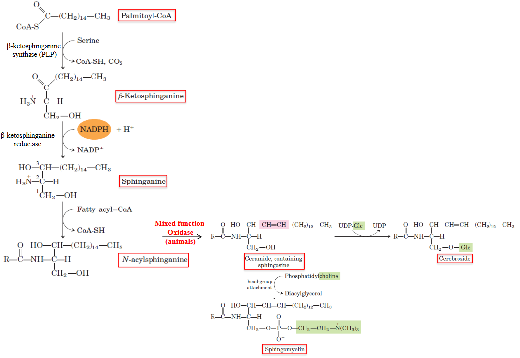 Ceramide Synthesis