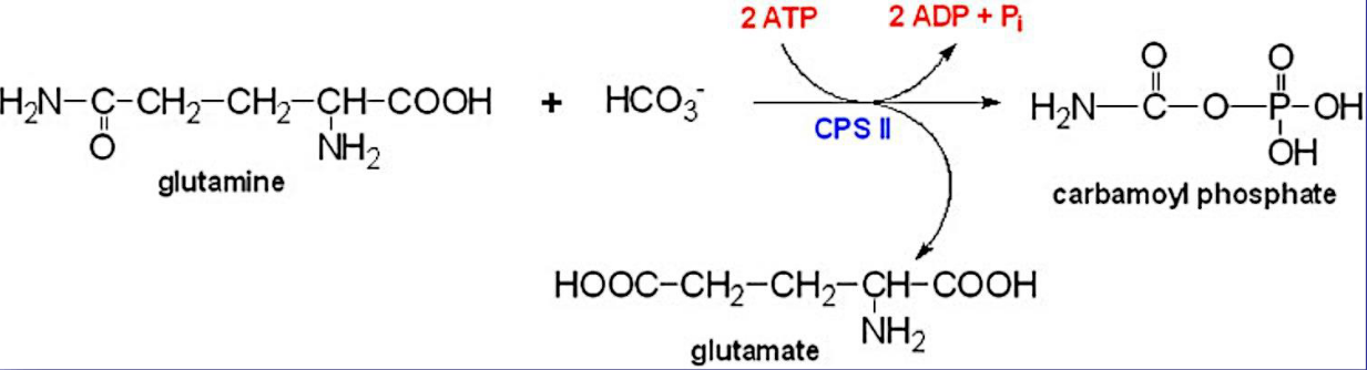 CPS-II Synthetase in Action