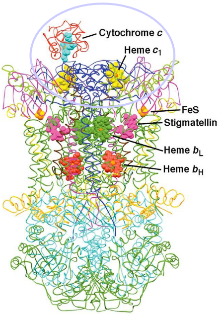 Structure of Cytochrome C