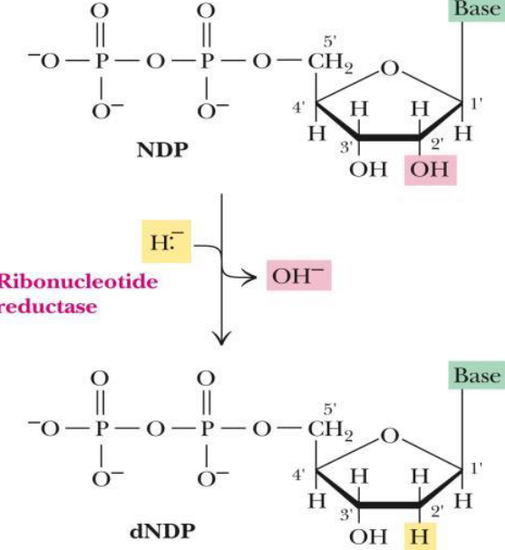 dNTP Biosynthesis