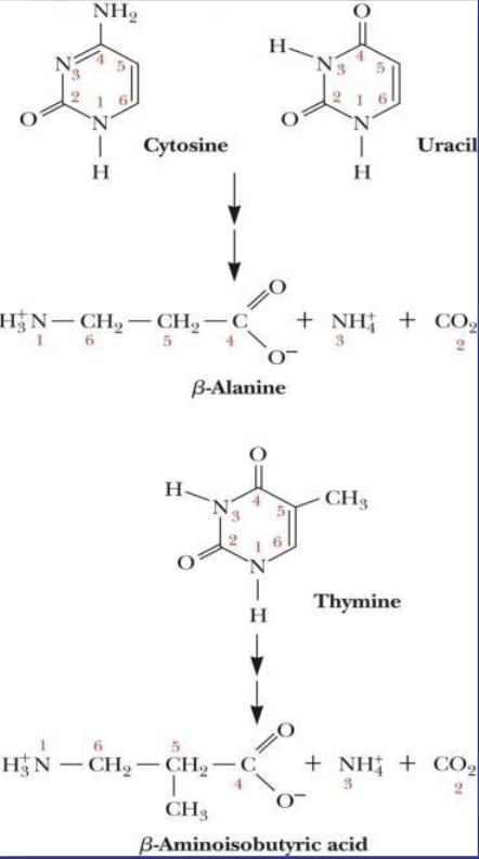 Degradation of Pyrimidines