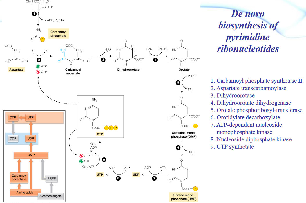 De Novo Synthesis of Pyrimidines