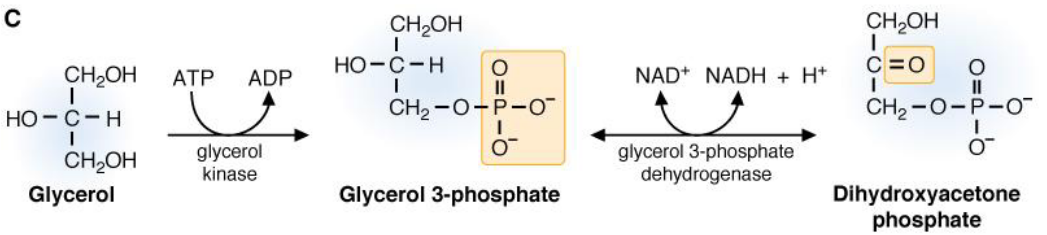 Glycerol to Dihydroxyacetonephosphate