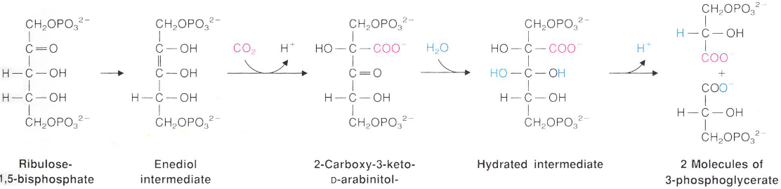 Enediol Intermediate in CO~2~ Fixation