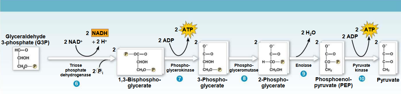 Energy Payoff Phase of Glycolysis