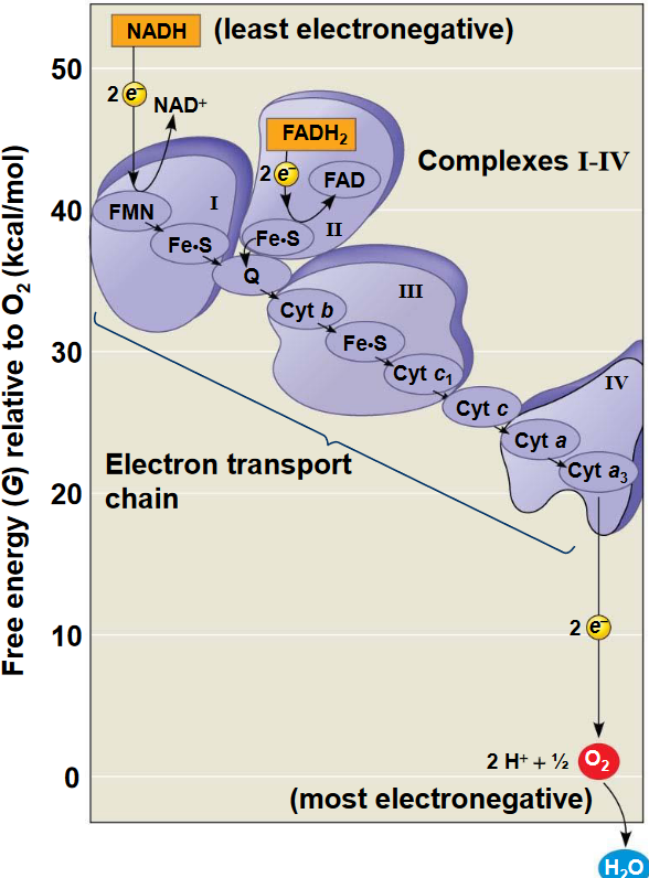 Proteins in the Electron Transport Chain