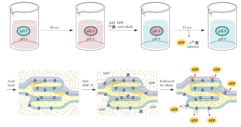 Photophosphorylation Experiment Setup