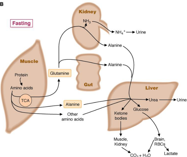Amino Acid Metabolism During Periods of Fasting