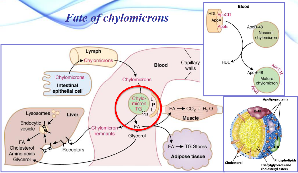 Fates of Chylomicrons